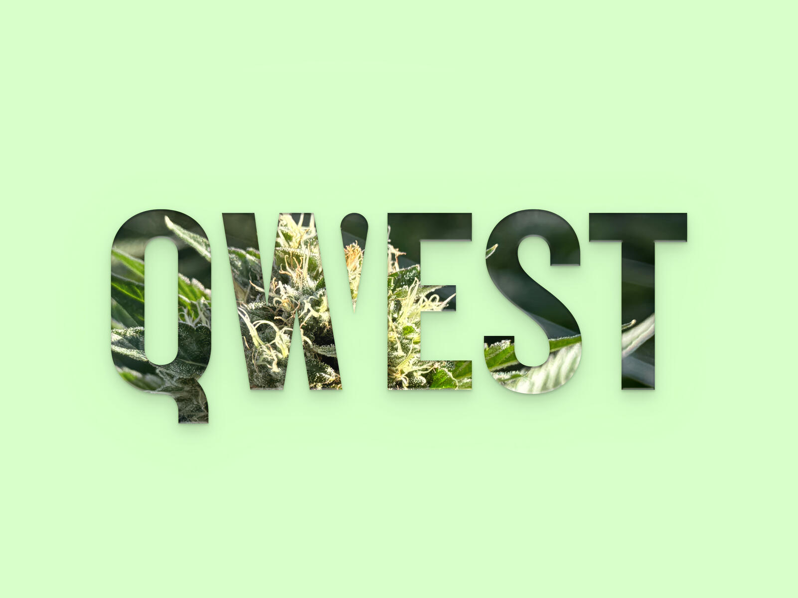 QWEST Cannabis QWEST Cannabis